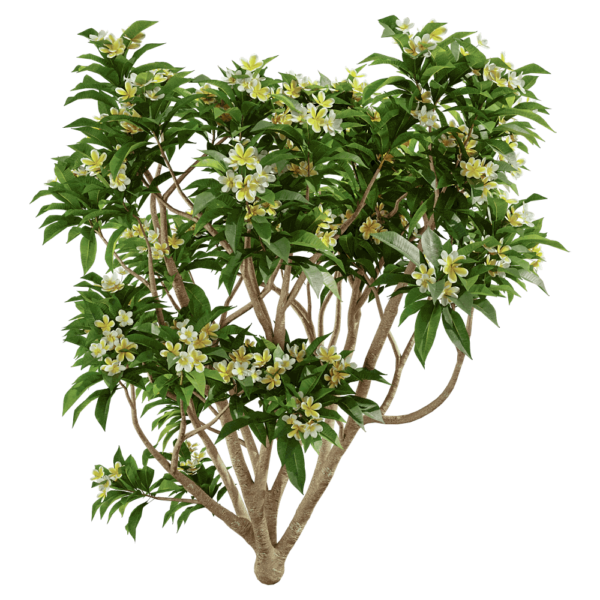 开黄色花朵的鸡蛋花树3D模型（OBJ,FBX,MAX）