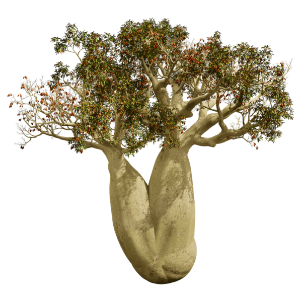 开花的瓶干树 瓶树3D模型（OBJ,FBX,MAX）