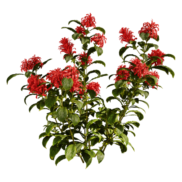 开红色花朵的珊瑚花植物3D模型（OBJ,FBX,MAX）