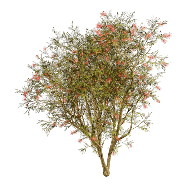 Grevillea Banksii开花的红花银桦树3D模型（OBJ,FBX,MAX）