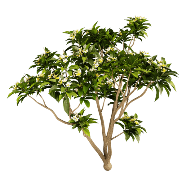 开满黄色花朵的鸡蛋花树3D模型（OBJ,FBX,MAX）