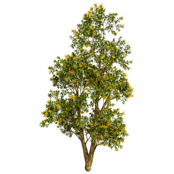 开满黄色花朵的Xanthostemon Chrysanthus金蒲桃树3D模型（OBJ,FBX,MAX）