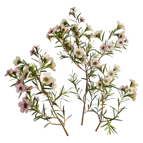 开花的Chamelaucium Uncinatum蜡花植物3D模型（OBJ,FBX,MAX）