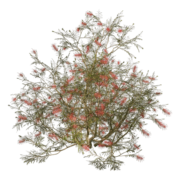 Grevillea Banksii开花的红花银桦树3D模型（OBJ,FBX,MAX）