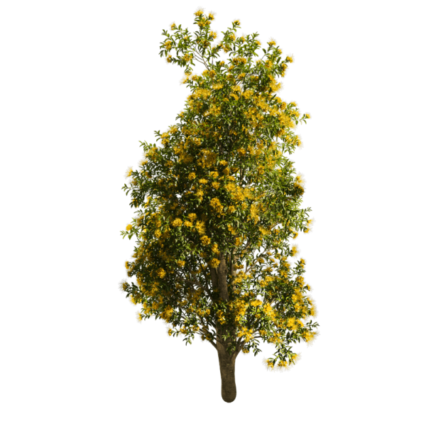开满黄色花朵的Xanthostemon Chrysanthus金蒲桃树3D模型（OBJ,FBX,MAX）