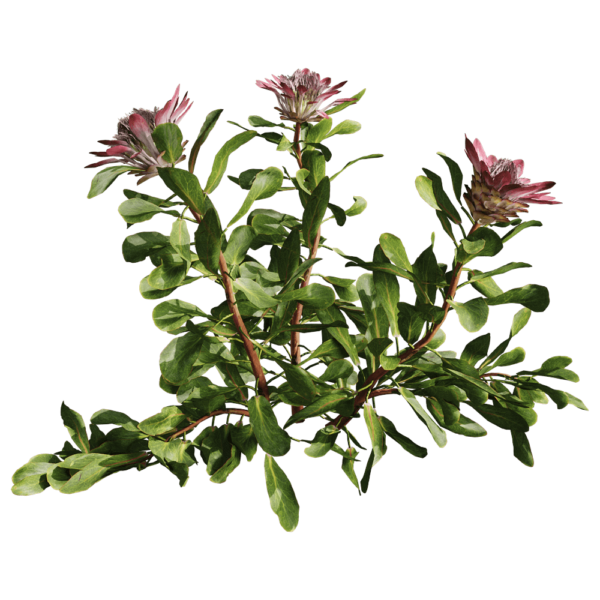 开花的Protea Cynaroides帝王花植物3D模型（OBJ,FBX,MAX）
