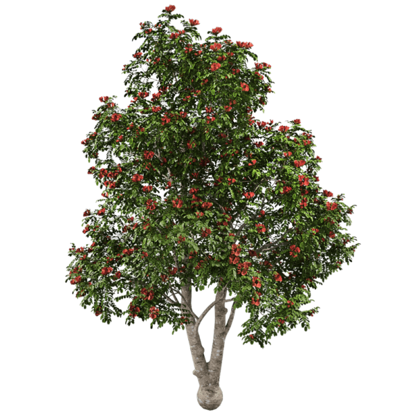 开花的火焰树3D模型（OBJ,FBX,MAX）