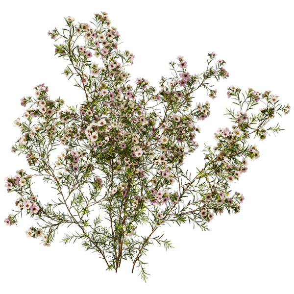 开花的Chamelaucium Uncinatum蜡花植物3D模型（OBJ,FBX,MAX）