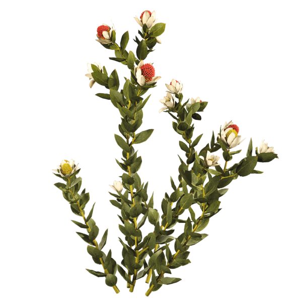 开花的Leucadendron Discolor木百合植物3D模型（OBJ,FBX,MAX）