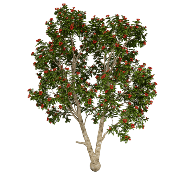 开花的火焰树3D模型（OBJ,FBX,MAX）