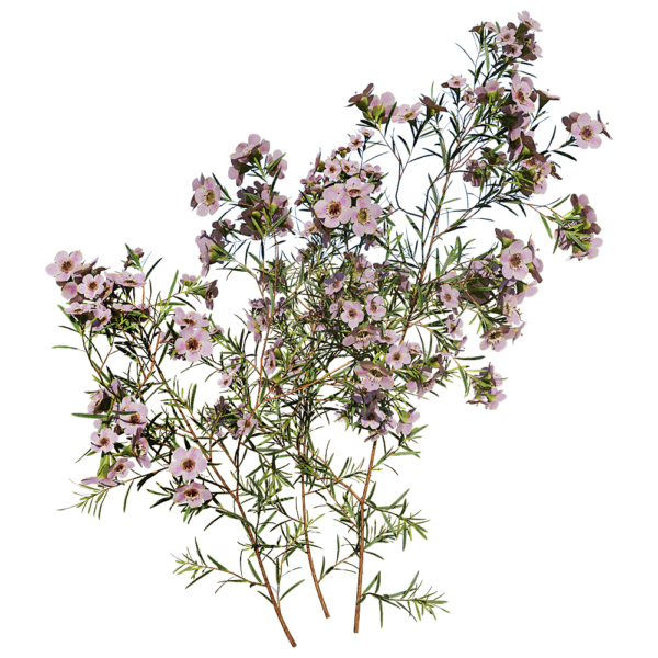 开花的Chamelaucium Uncinatum蜡花植物3D模型（OBJ,FBX,MAX）