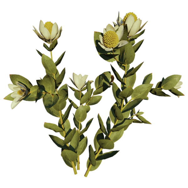 开花的Leucadendron Discolor木百合植物3D模型（OBJ,FBX,MAX）