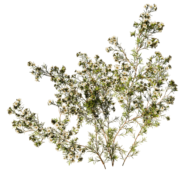 开花的Chamelaucium Uncinatum蜡花植物3D模型（OBJ,FBX,MAX）