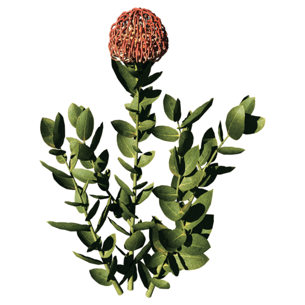 Leucospermum Cordifolium针垫花植物3D模型（OBJ,FBX,MAX）