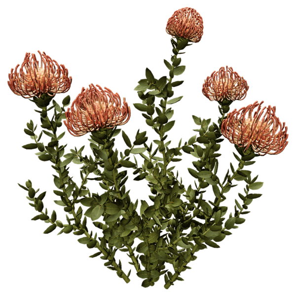 Leucospermum Cordifolium针垫花植物3D模型（OBJ,FBX,MAX）