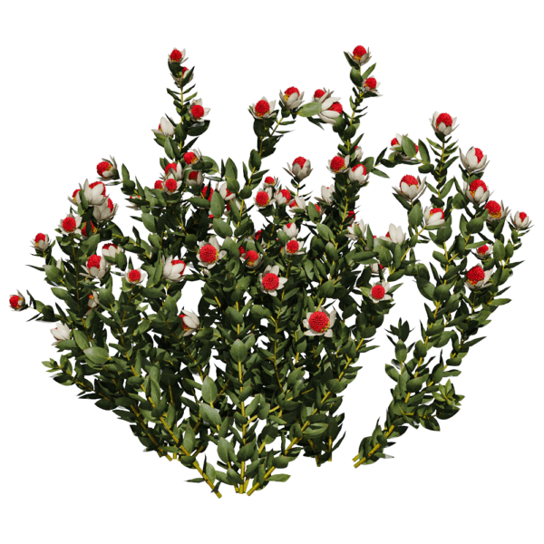 开花的Leucadendron Discolor木百合植物3D模型（OBJ,FBX,MAX）