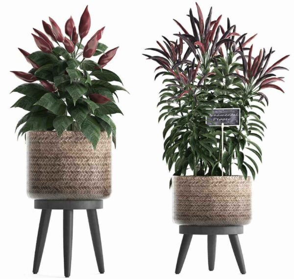 香草和辣椒植物盆栽3D模型（OBJ,FBX,MAX）