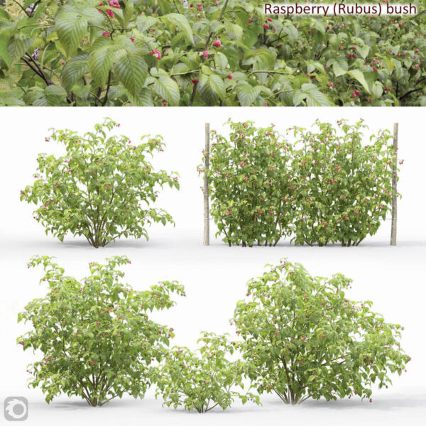 长满红色果实的覆盆子植物灌木3D模型（FBX,MAX）