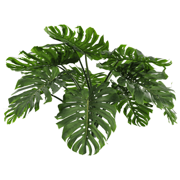 龟背竹植物3D模型（OBJ,FBX,MAX）