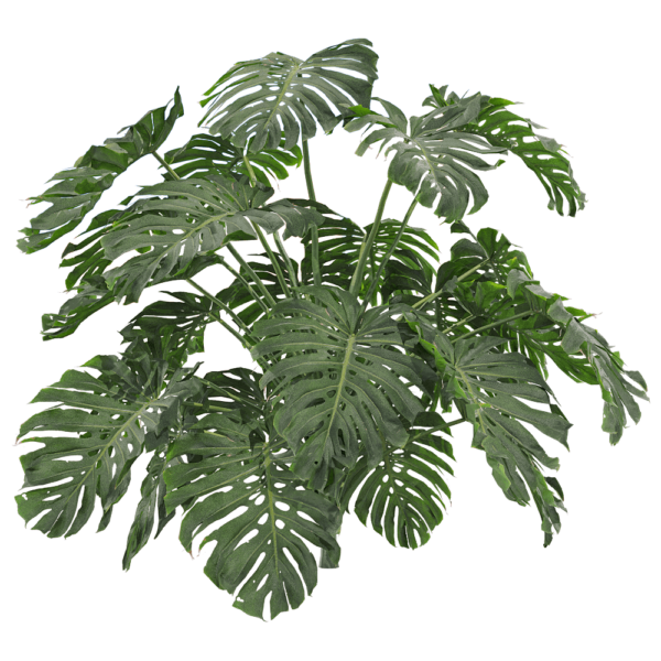 龟背竹植物3D模型（OBJ,FBX,MAX）