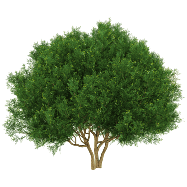 Platycladus orientalis侧柏树3D模型（OBJ,FBX,MAX）