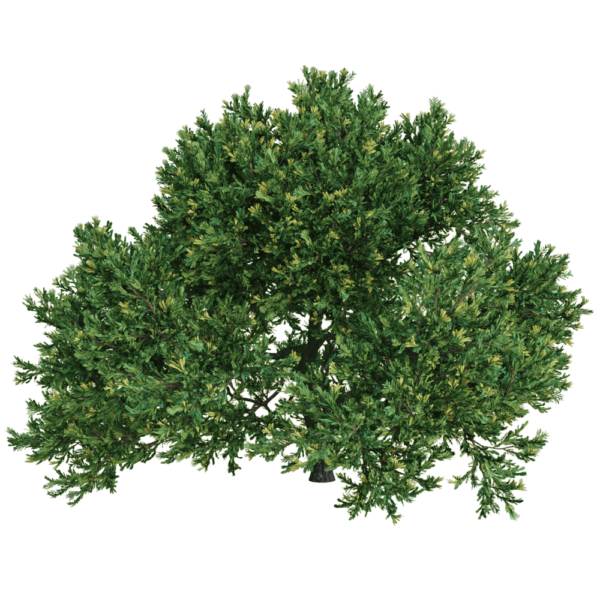 Rheingold杜松 香柏植物3D模型（OBJ,FBX,MAX）