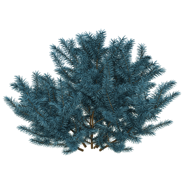 云杉植物灌木3D模型（OBJ,FBX,MAX）