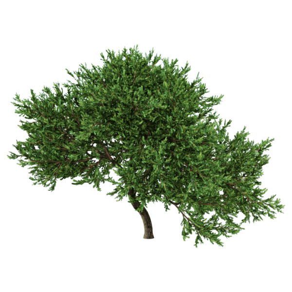 Rheingold杜松 香柏植物3D模型（OBJ,FBX,MAX）