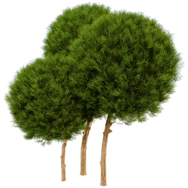 Platycladus Orientails球形侧柏植物景观3D模型（OBJ,FBX,MAX）