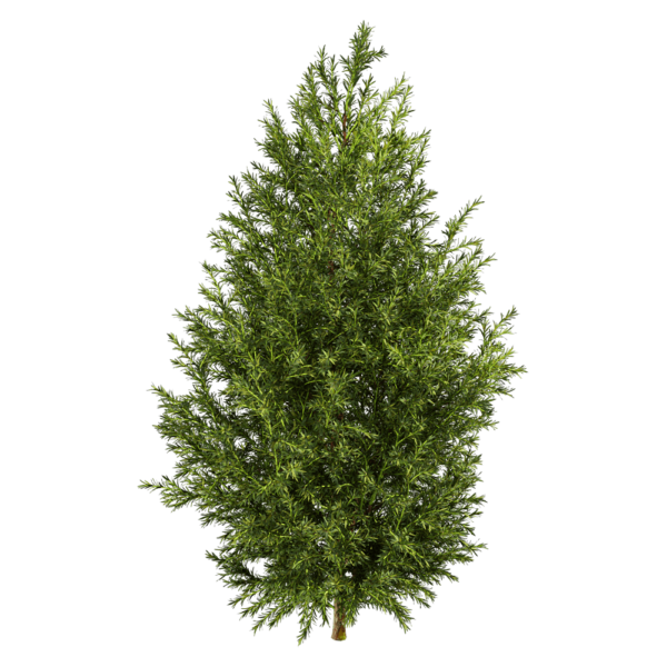 Sabina Pingii香柏树3D模型（OBJ,FBX,MAX）