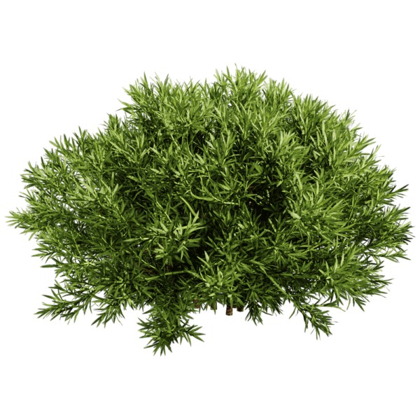Sabina Pingii香柏植物灌木3D模型（OBJ,FBX,MAX）