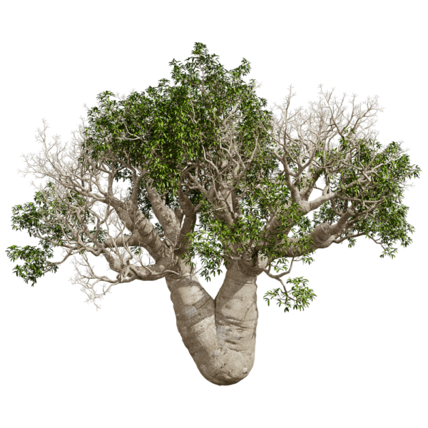 Adansonia Gregorii猴面包树3D模型（OBJ,FBX,MAX）