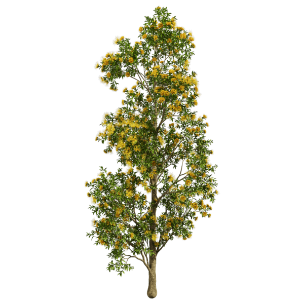 开满黄色花朵的Xanthostemon Chrysanthus金蒲桃树3D模型（OBJ,FBX,MAX）