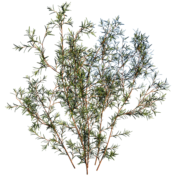 Chamelaucium Uncinatum蜡花植物3D模型（OBJ,FBX,MAX）