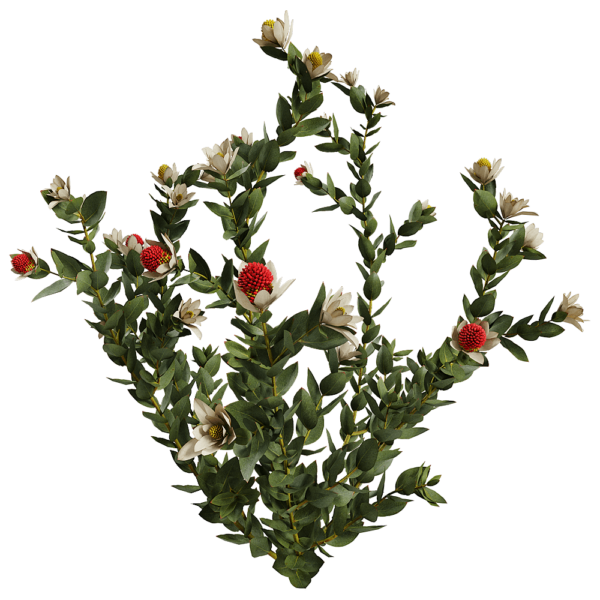 开花的Leucadendron Discolor木百合植物 花枝3D模型（OBJ,FBX,MAX）