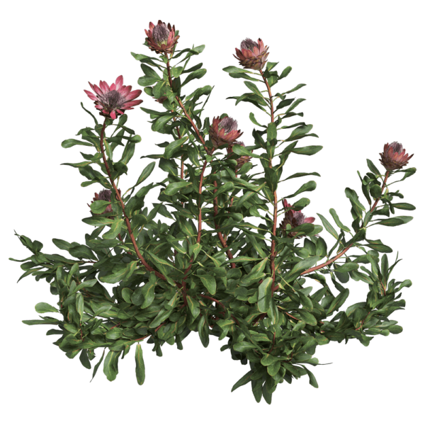 开花的Protea Cynaroides帝王花植物3D模型（OBJ,FBX,MAX）