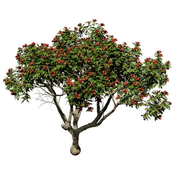 开花的火焰树3D模型（OBJ,FBX,MAX）