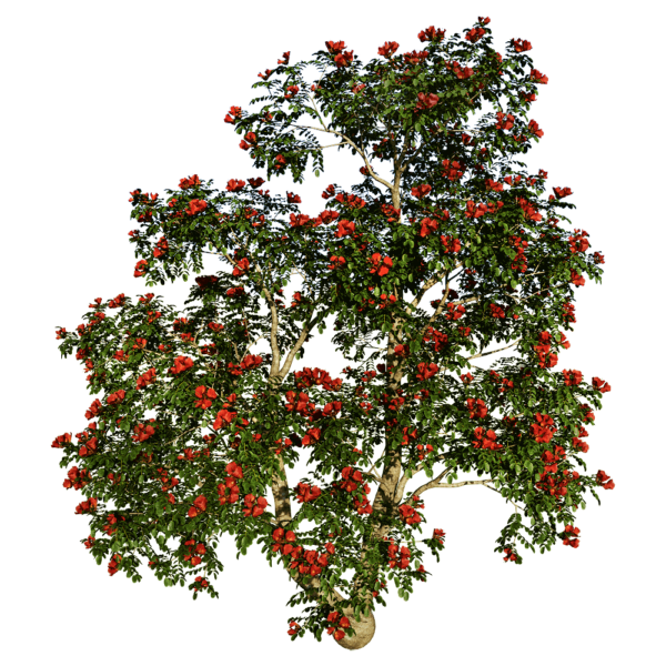 开花的火焰树3D模型（OBJ,FBX,MAX）