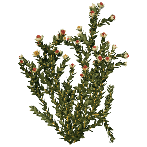 开花的Leucadendron Discolor木百合植物 花丛3D模型（OBJ,FBX,MAX）