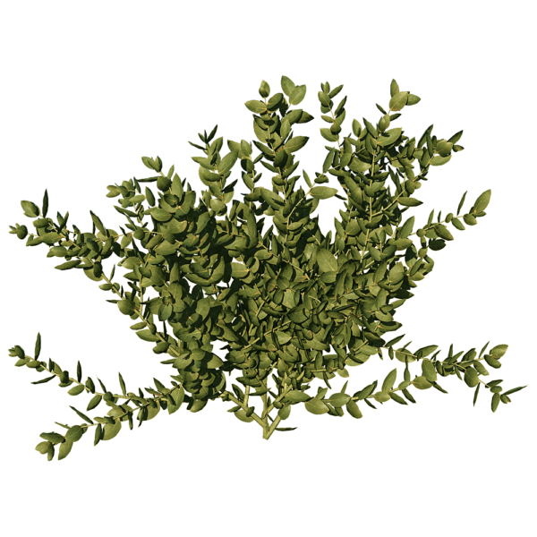 Leucospermum Cordifolium针垫花植物3D模型（OBJ,FBX,MAX）
