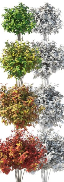 秋天的植物灌木3D模型（OBJ,MAX）