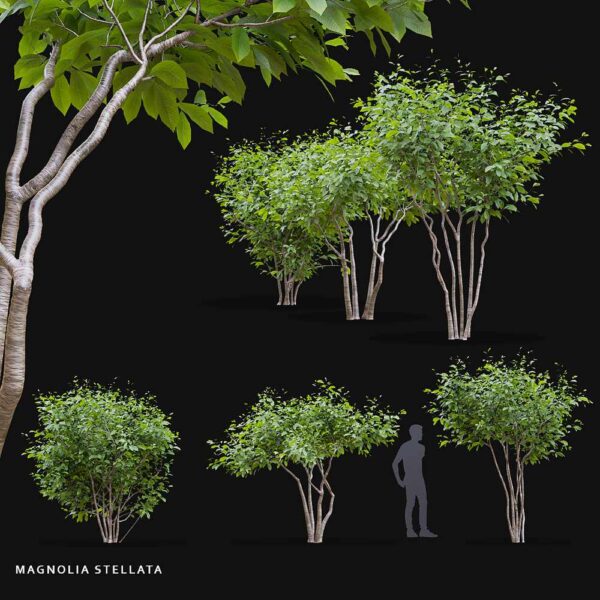 星木兰花植物3D模型（OBJ,MAX）