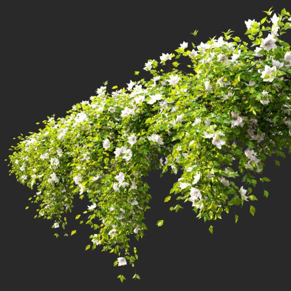 倒垂的藤蔓植物花丛3D模型（FBX,MAX）