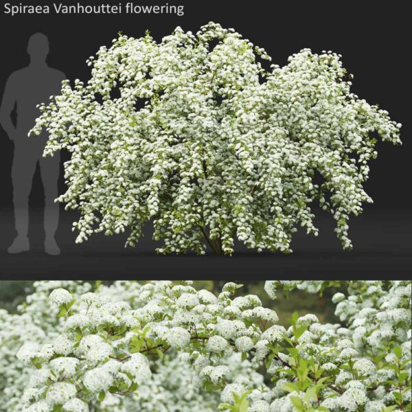 开满白色花朵的菱叶绣线菊植物灌木3D模型（OBJ,MAX）