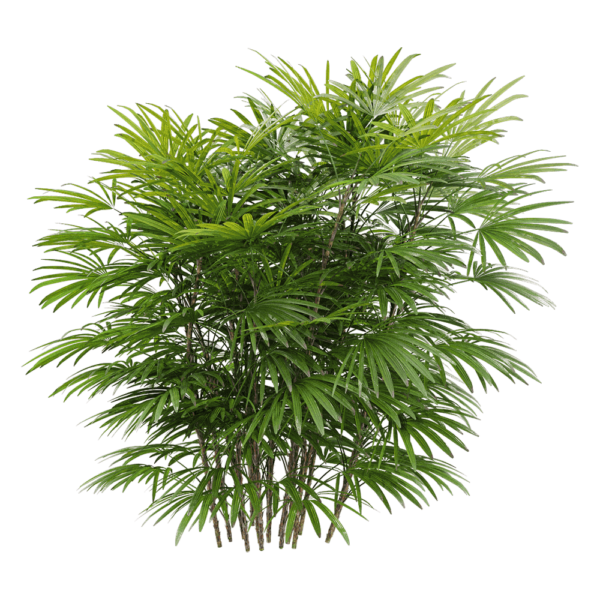 矮棕竹植物3D模型（OBJ,FBX,MAX）