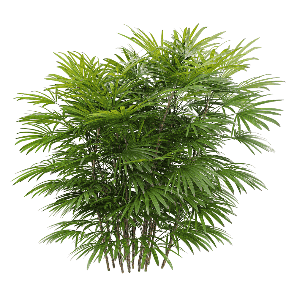 矮棕竹植物3D模型（OBJ,FBX,MAX）