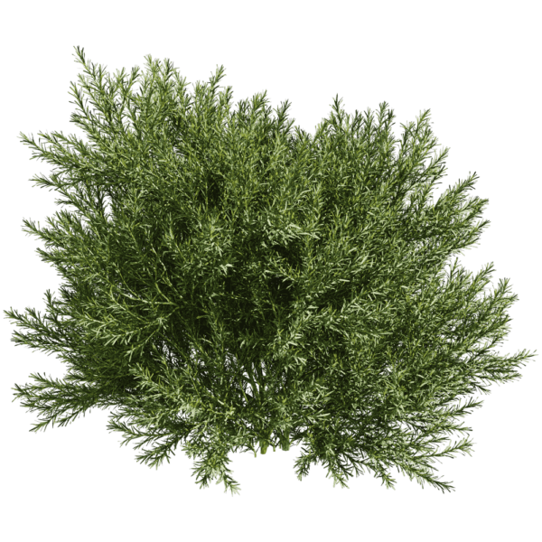Platycladus Orientails侧柏植物灌木3D模型（OBJ,FBX,MAX）