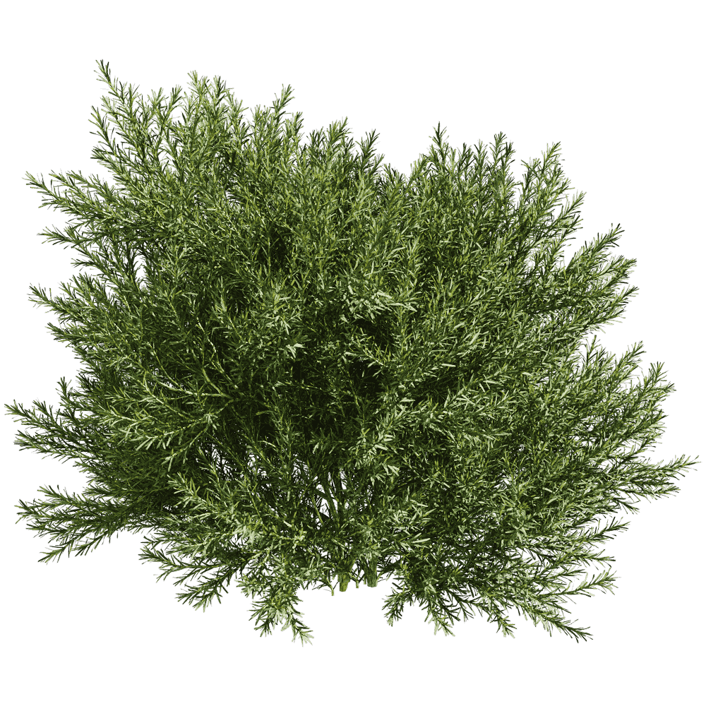 Platycladus Orientails侧柏植物灌木3D模型（OBJ,FBX,MAX）