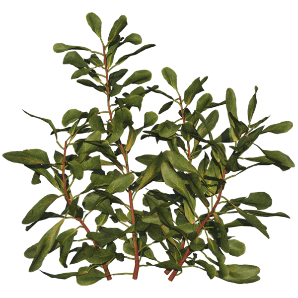 Protea Cynaroides帝王花植物枝叶3D模型（OBJ,FBX,MAX）