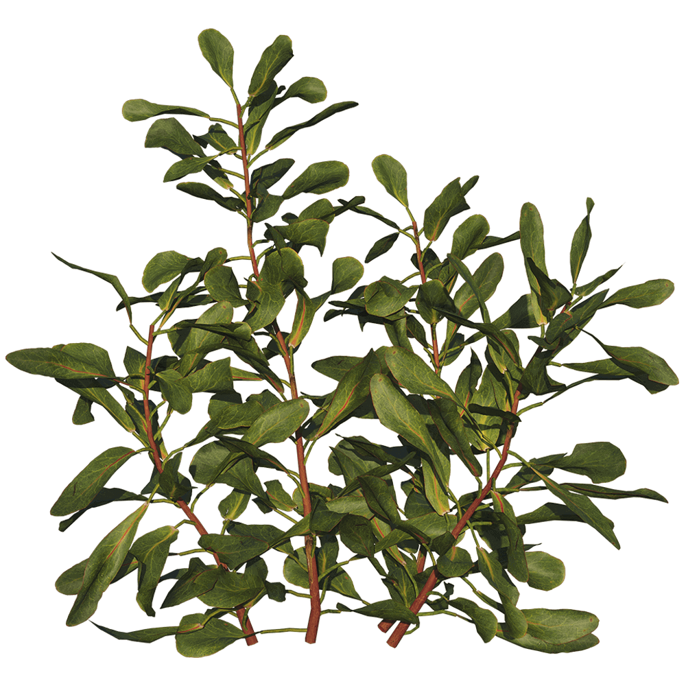 Protea Cynaroides帝王花植物枝叶3D模型（OBJ,FBX,MAX）